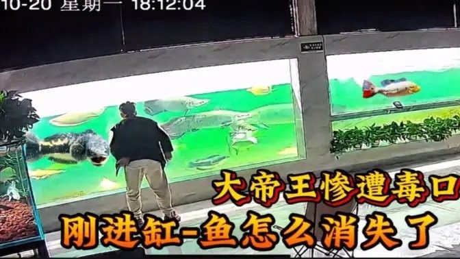 愛養魚的龍龍，，愛養魚的龍龍】新作上線嗶哩嗶哩嗶哩嗶哩嗶哩嗶哩