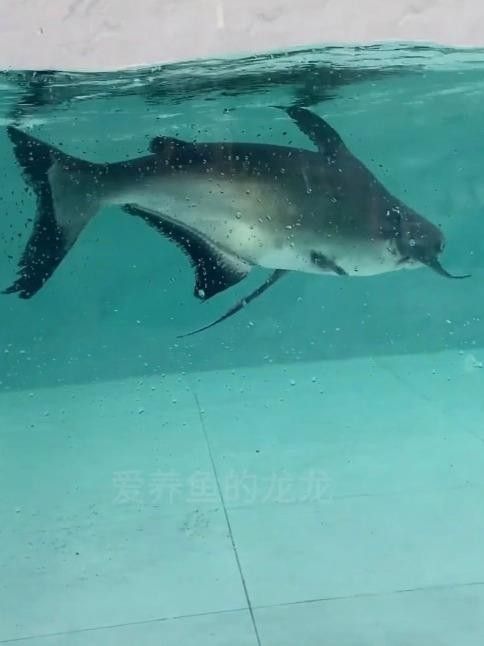 愛養魚的龍龍，，愛養魚的龍龍】新作上線嗶哩嗶哩嗶哩嗶哩嗶哩嗶哩