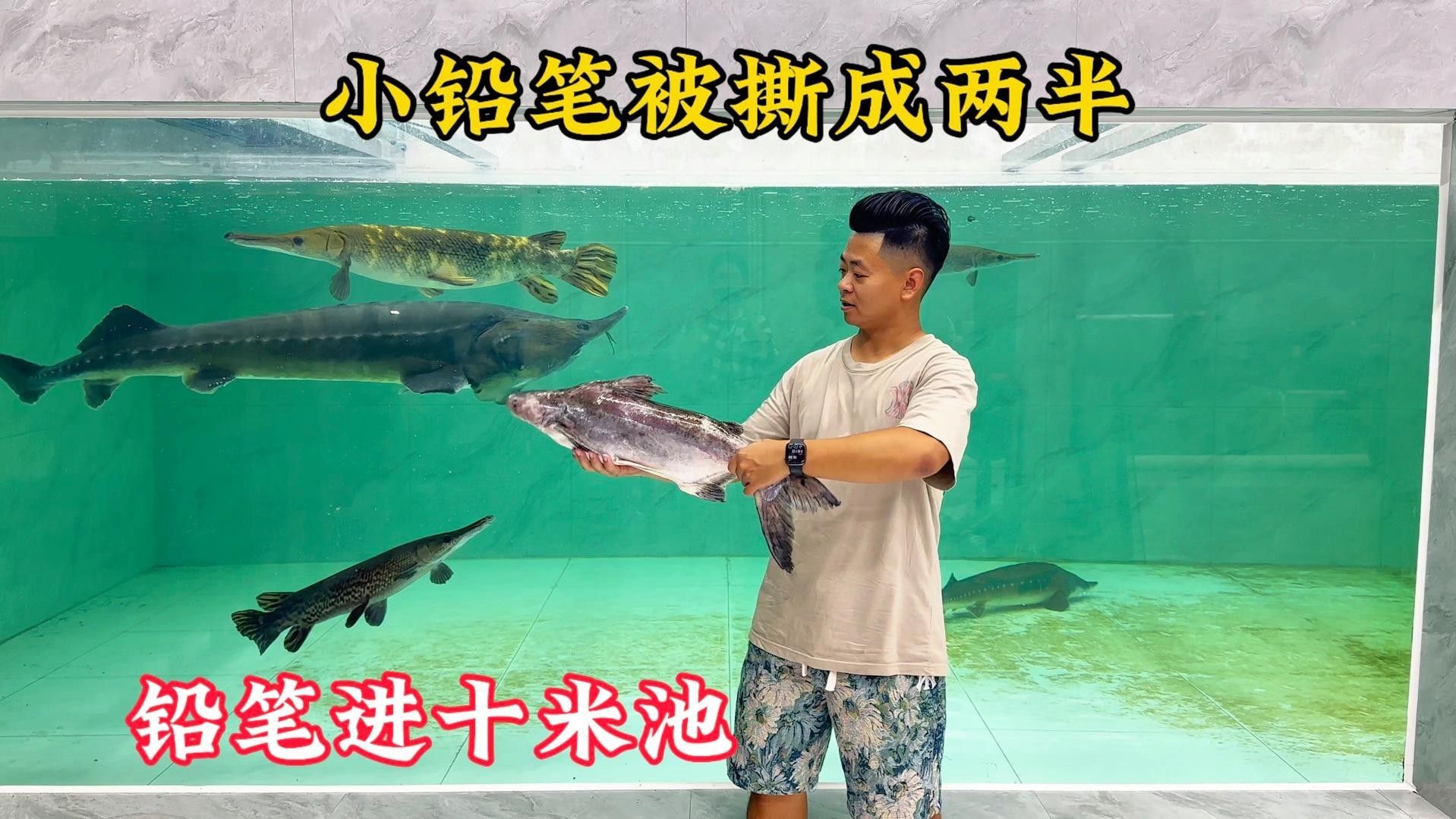 愛養魚的龍龍，，愛養魚的龍龍】新作上線嗶哩嗶哩嗶哩嗶哩嗶哩嗶哩