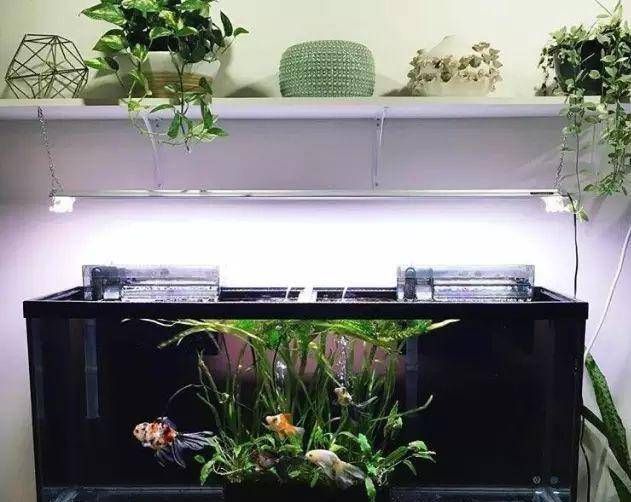 金龍魚圖片大全大圖霸氣頭像高清適合用作什么場合的頭像？，金龍魚圖片大全大圖霸氣頭像高清
