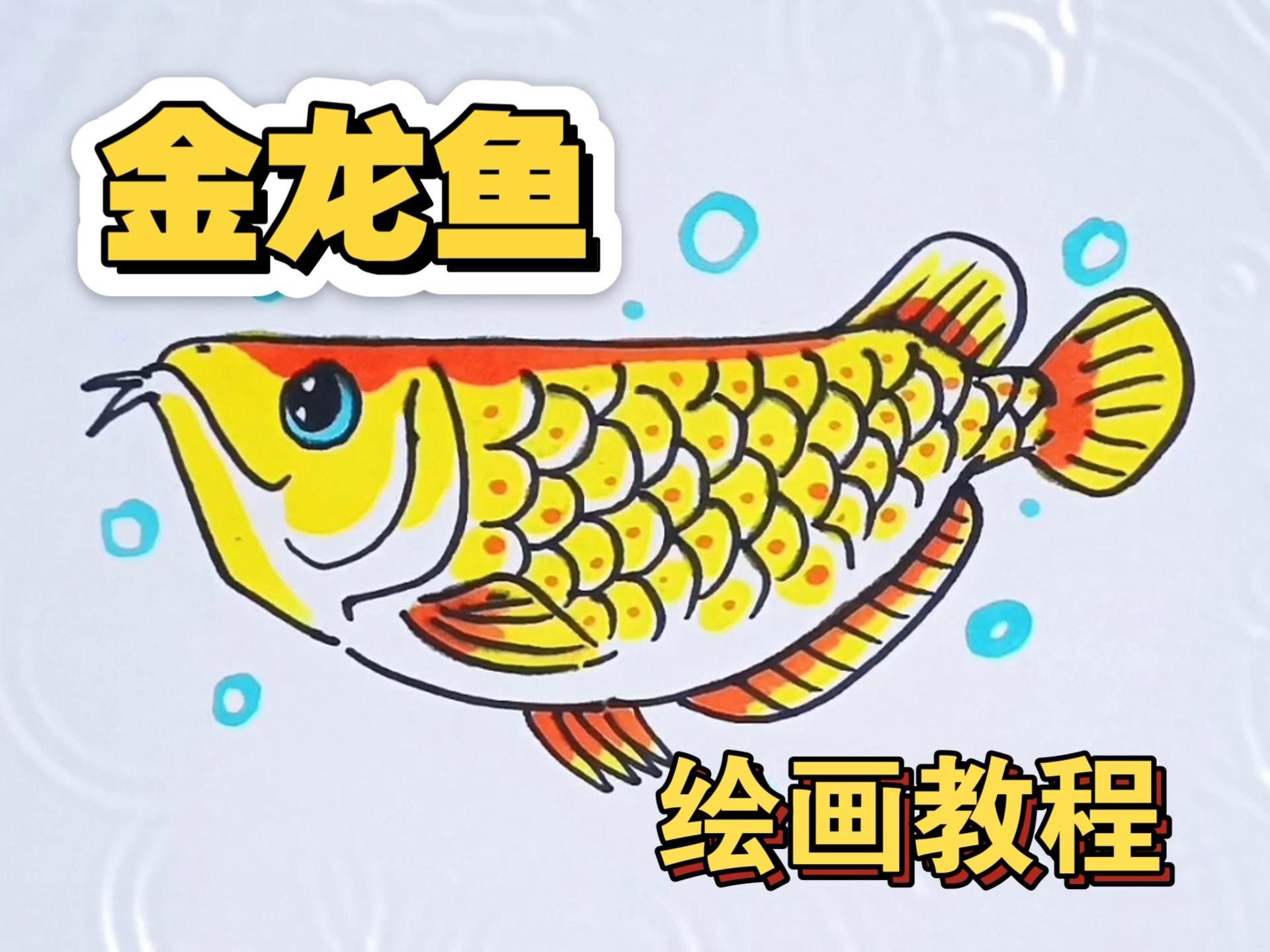 金龍魚的高清手繪圖片高清手繪教程，金龍魚圖片高清手繪圖片高清手繪圖文教程