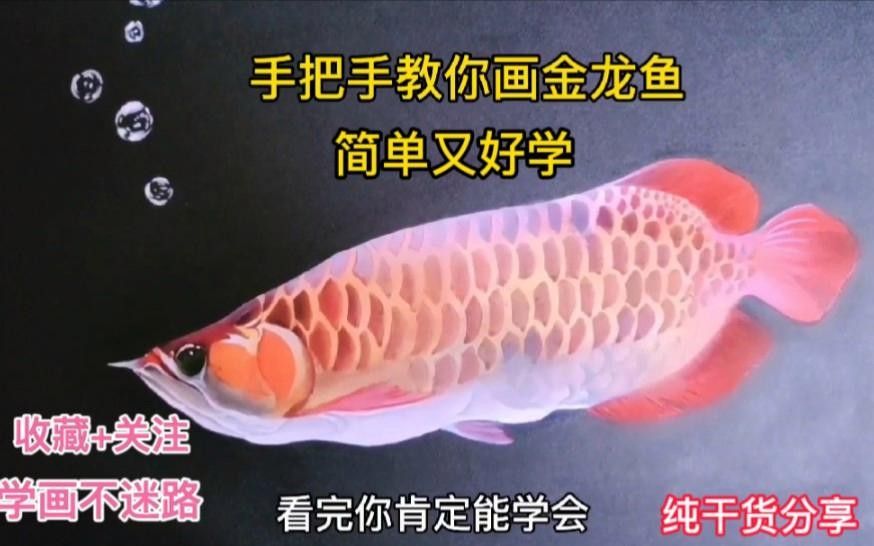 金龍魚的高清手繪圖片高清手繪教程，金龍魚圖片高清手繪圖片高清手繪圖文教程
