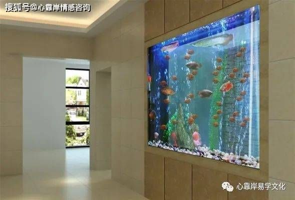 閩江龍魚缸質量評價摘要：閩江龍魚缸質量好不好，閩江龍魚缸質量好不好閩江龍魚缸質量好不好