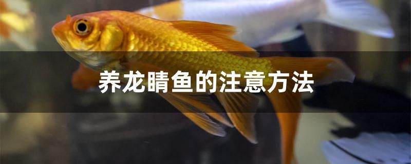 龍睛魚的飼養方法，養龍睛魚要注意飼養密度，定時定點給它喂食，眼睛會腫起來