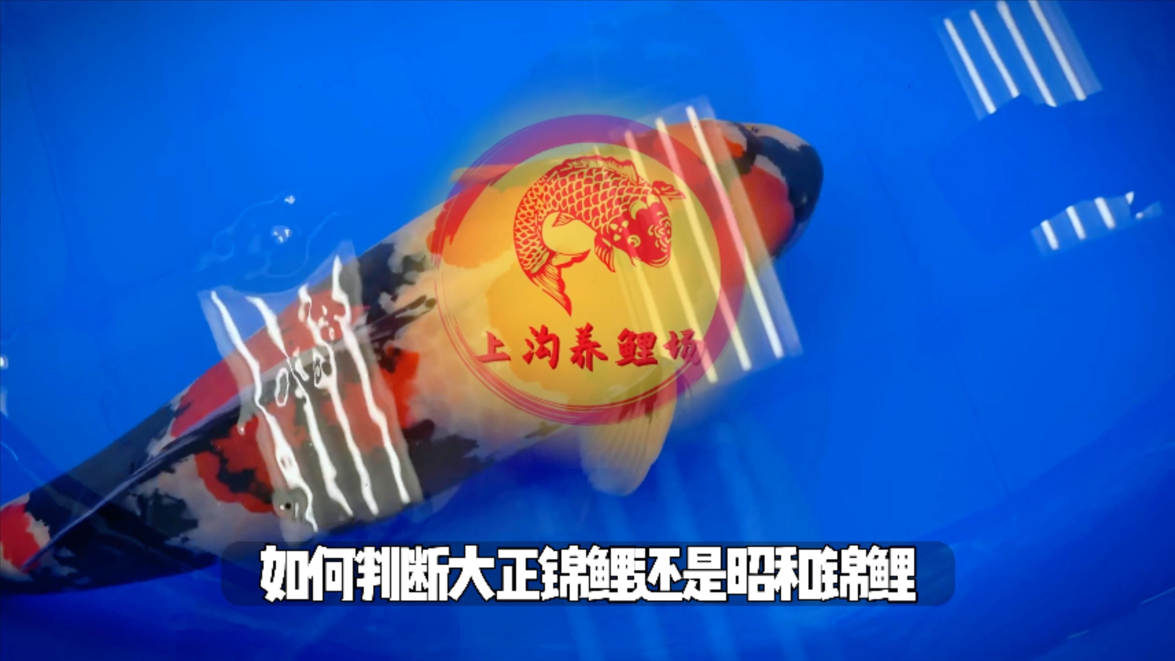 如何區(qū)分大正錦鯉和昭和錦鯉，大正錦鯉和昭和錦鯉的區(qū)別如何分辨三色錦鯉品種大揭秘