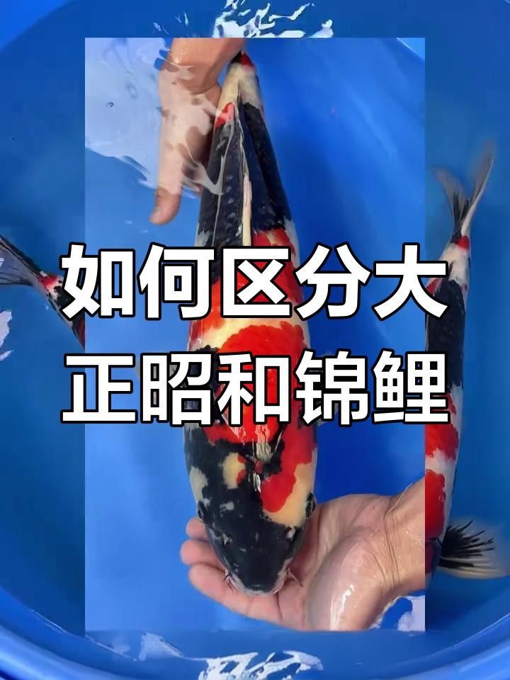 如何區(qū)分大正錦鯉和昭和錦鯉，大正錦鯉和昭和錦鯉的區(qū)別如何分辨三色錦鯉品種大揭秘