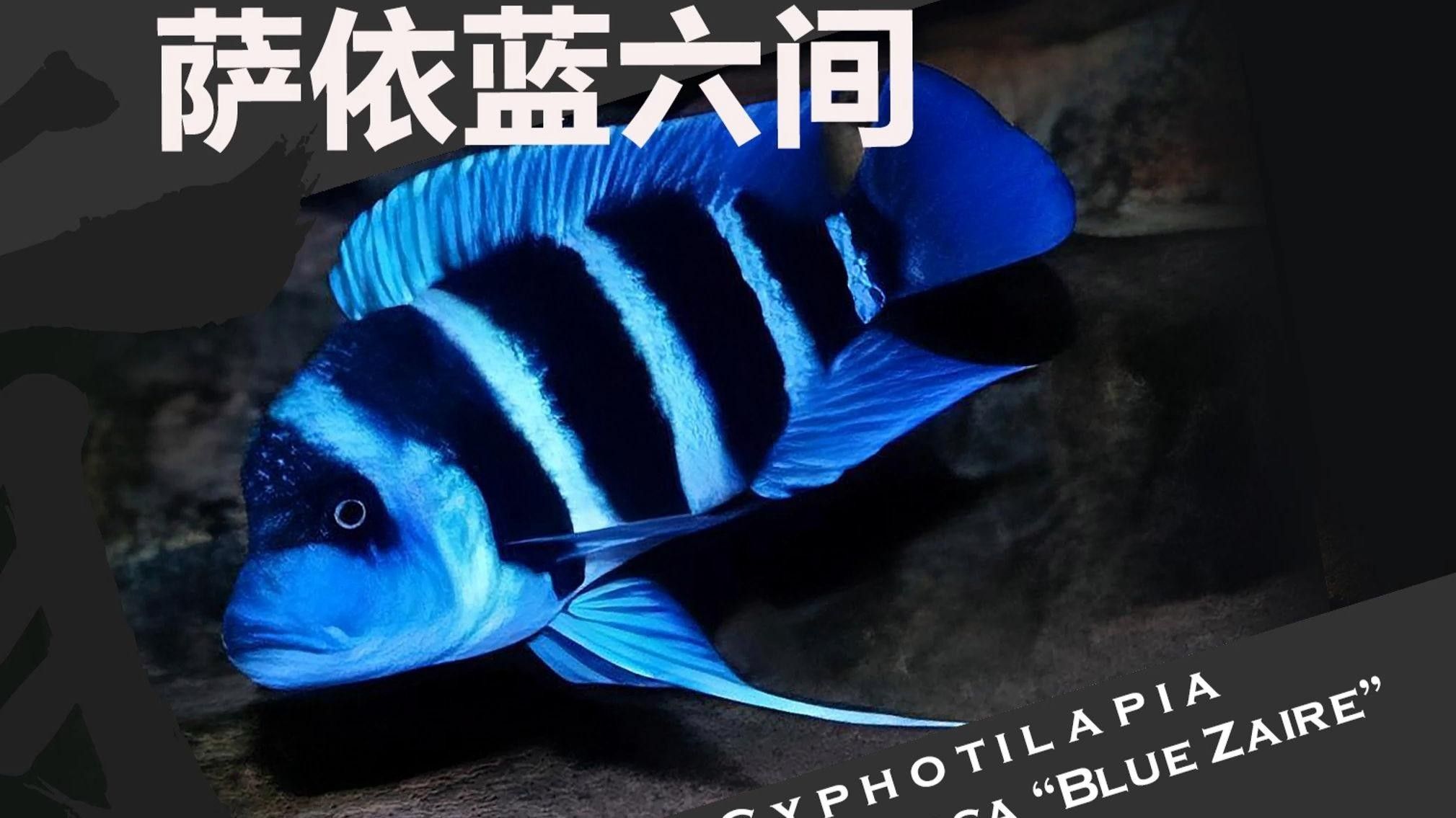 薩伊藍魚變藍最簡單處理方法視頻：薩伊藍魚變藍最簡單處理方法視頻，薩伊藍魚變藍最簡單處理方法