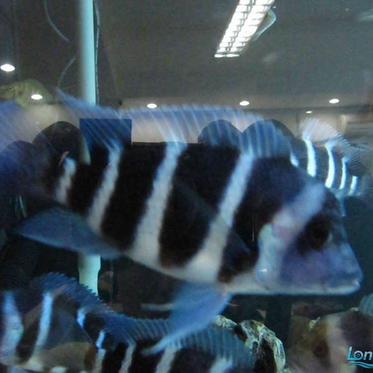 薩伊藍魚變藍最簡單處理方法視頻：薩伊藍魚變藍最簡單處理方法視頻，薩伊藍魚變藍最簡單處理方法