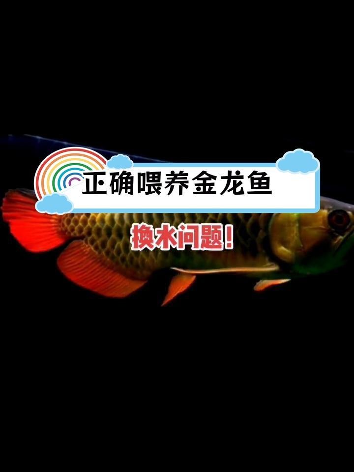 開(kāi)封市社科聯(lián)，養(yǎng)金龍魚(yú)10大忌，養(yǎng)金龍魚(yú)10大忌yolo龍魚(yú)趴缸底最忌三種東西纖姿