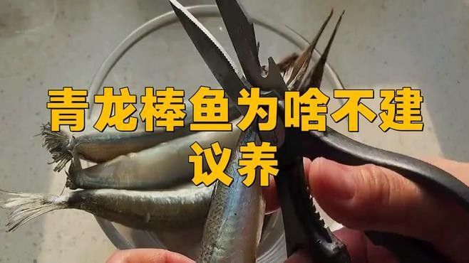 青龍棒魚不建議養青龍棒魚為啥不建議養李味集青龍棒魚，不建議養青龍棒魚的原因