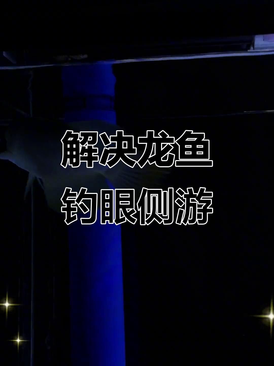 北關龍魚的價格是多少，北關龍魚價格大揭秘，超值精品等你拿全民小視頻