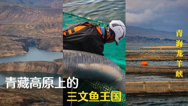 龍羊峽三文魚的價格是多少？，青海龍羊峽三文魚的價格是多少？