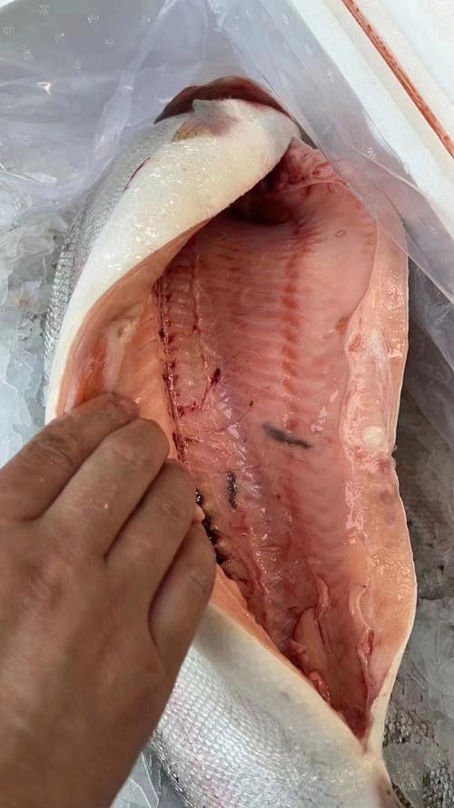 龍羊峽三文魚的價格是多少？，青海龍羊峽三文魚的價格是多少？