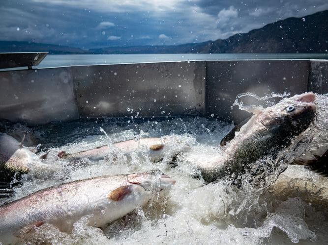龍羊峽三文魚的價格是多少？，青海龍羊峽三文魚的價格是多少？