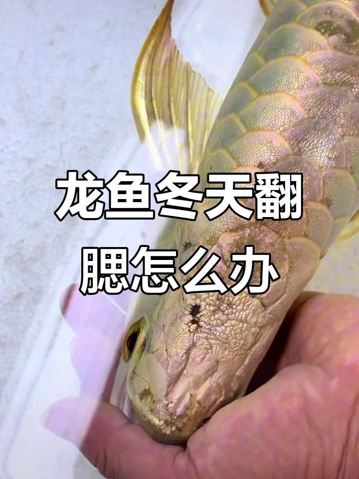 龍魚鰓合不攏是常見的問題，龍魚鰓合不攏的解決方法，龍魚翻腮的原因及解決方法