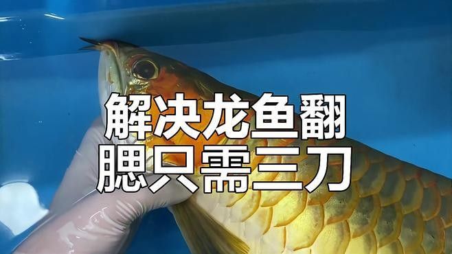 龍魚鰓合不攏是常見的問題，龍魚鰓合不攏的解決方法，龍魚翻腮的原因及解決方法