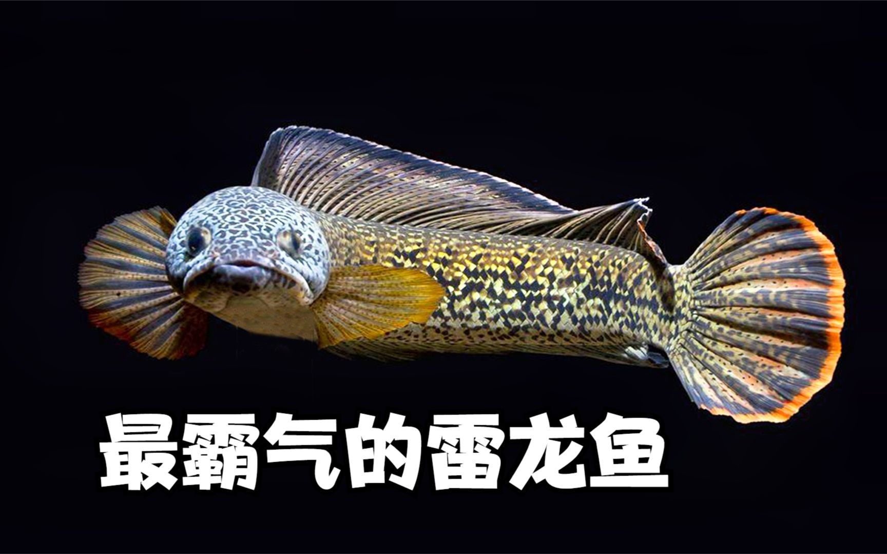 雷龍魚是國家保護動物嗎，雷龍魚是保護動物嗎