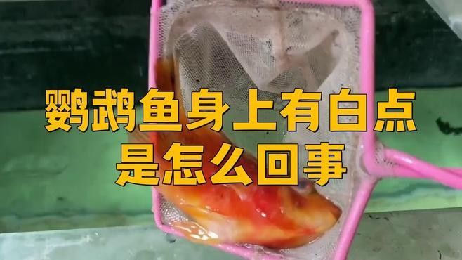 鸚鵡魚常見的白點病癥狀和防治方法，鸚鵡魚常見疾病的防治方法
