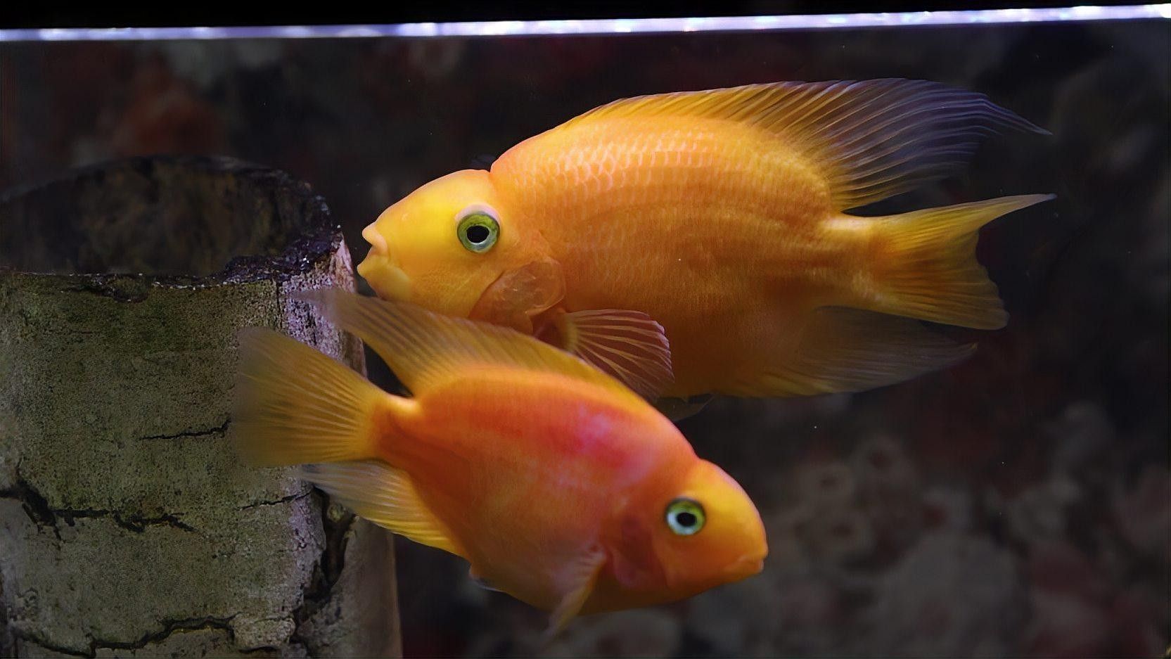 鸚鵡魚常見的白點病癥狀和防治方法，鸚鵡魚常見疾病的防治方法