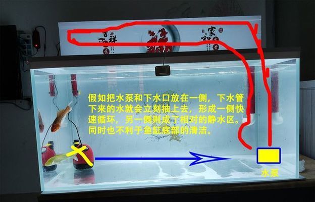 白銀龍魚批發(fā)批發(fā)市場，白銀龍魚批發(fā)市場
