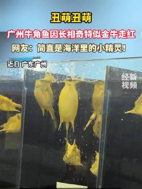 頭上有龍角的魚叫什么魚念念師語課頭上長角的魚叫什么魚，“頭上有龍角的魚叫什么魚”頭上有龍角的魚叫什么魚