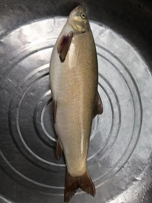 雅魚的價格是多少？雅魚有哪些營養價值？，舌尖上的雅安——雅魚