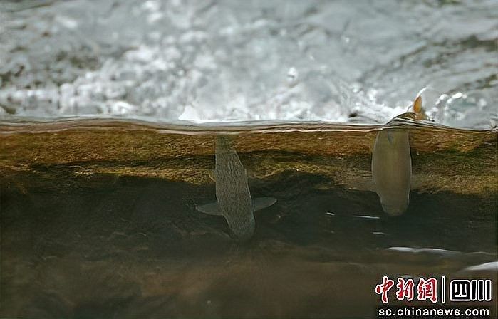 雅魚的價格是多少？雅魚有哪些營養價值？，舌尖上的雅安——雅魚