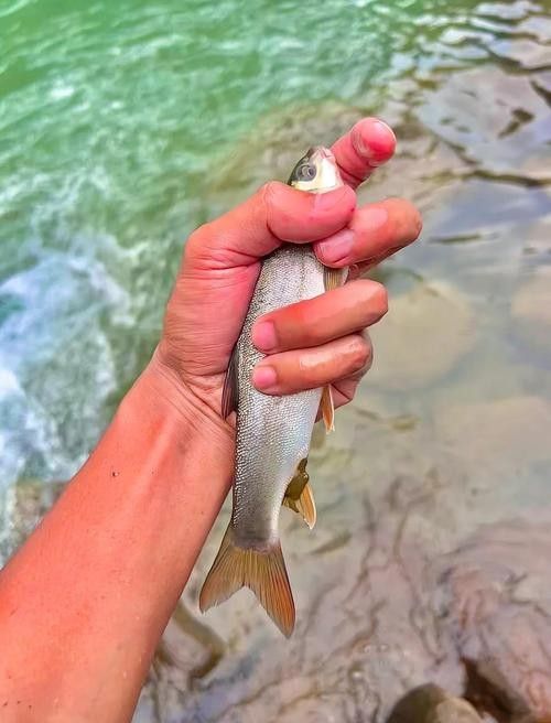 雅魚的價格是多少？雅魚有哪些營養價值？，舌尖上的雅安——雅魚
