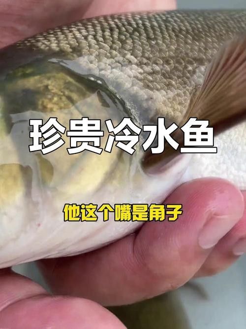 雅魚的價格是多少？雅魚有哪些營養價值？，舌尖上的雅安——雅魚