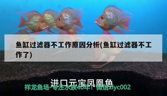 龍魚(yú)麻醉過(guò)量怎么處理，龍魚(yú)麻醉過(guò)量應(yīng)立即停止喂食，龍魚(yú)麻醉劑的處理方法