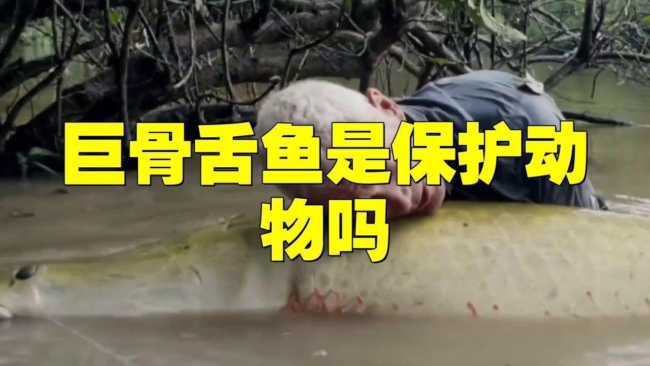 巨骨舌魚在中國是保護動物嗎evan漫游記是保護動物嗎，evan漫游記巨骨舌魚在中國是保護動物嗎
