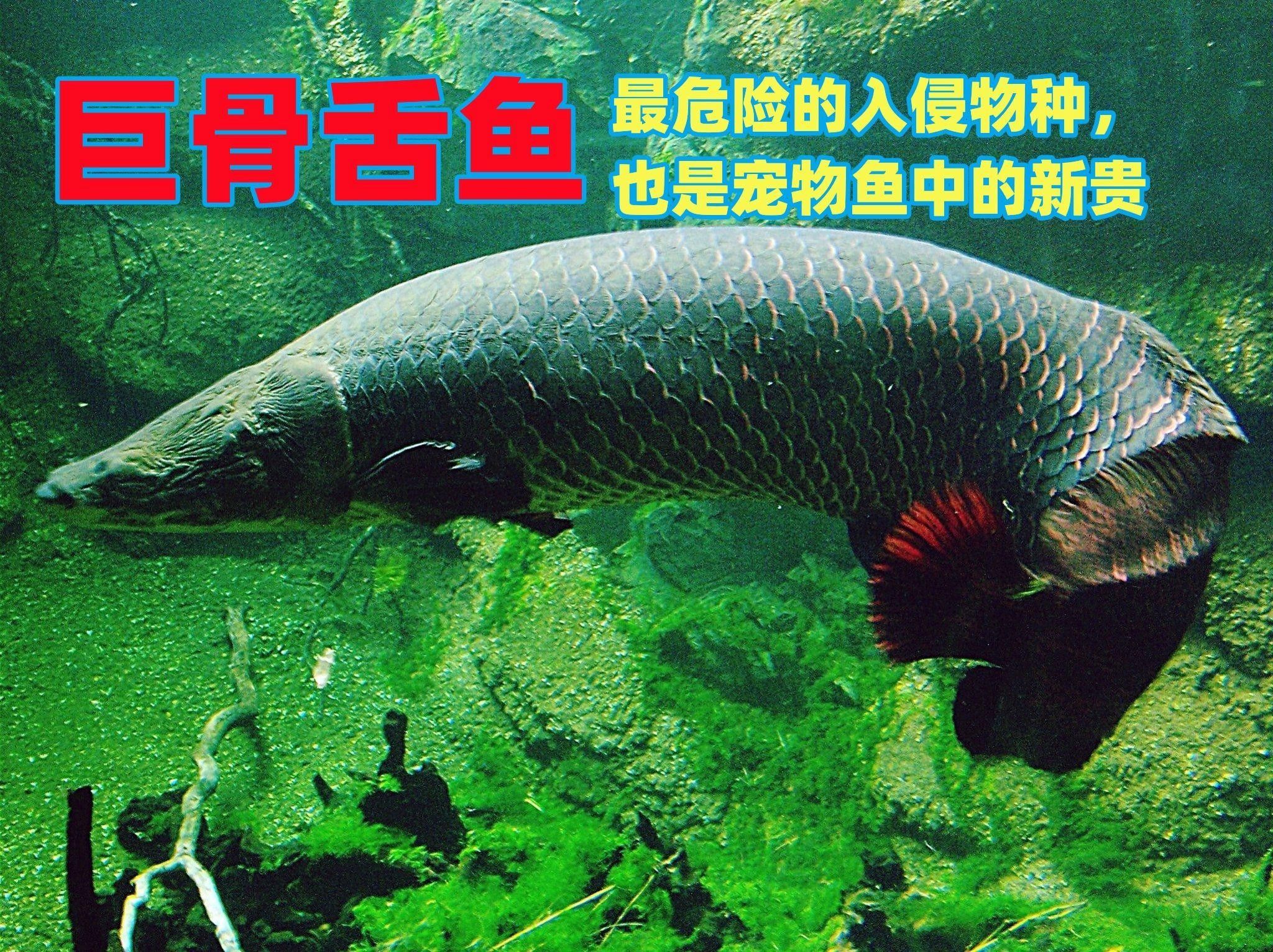 巨骨舌魚在中國是保護動物嗎evan漫游記是保護動物嗎，evan漫游記巨骨舌魚在中國是保護動物嗎