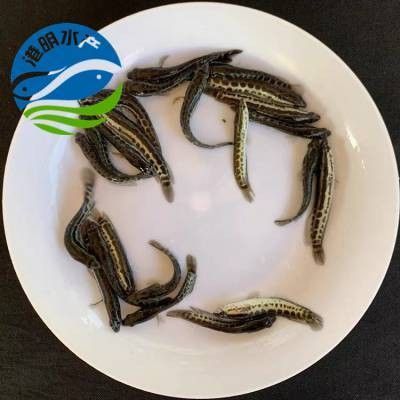 貴陽市烏當區(qū)農業(yè)農村局采購“烏當龍魚”信譽良好的龍魚養(yǎng)殖場，烏當龍魚的飼養(yǎng)方法是什么烏當龍魚的飼養(yǎng)方法是什么