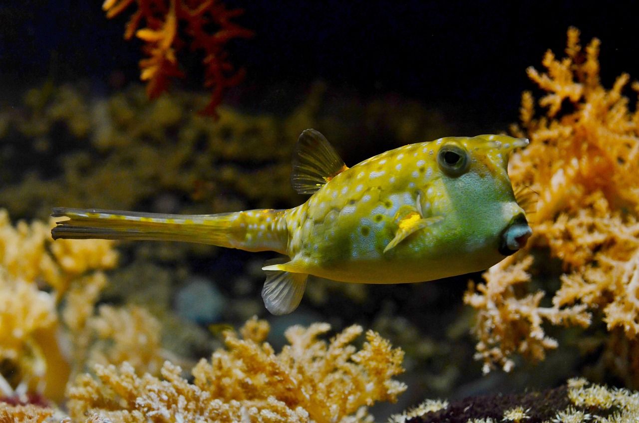 金龍魚的水溫多少度，養殖金龍魚的水溫范圍