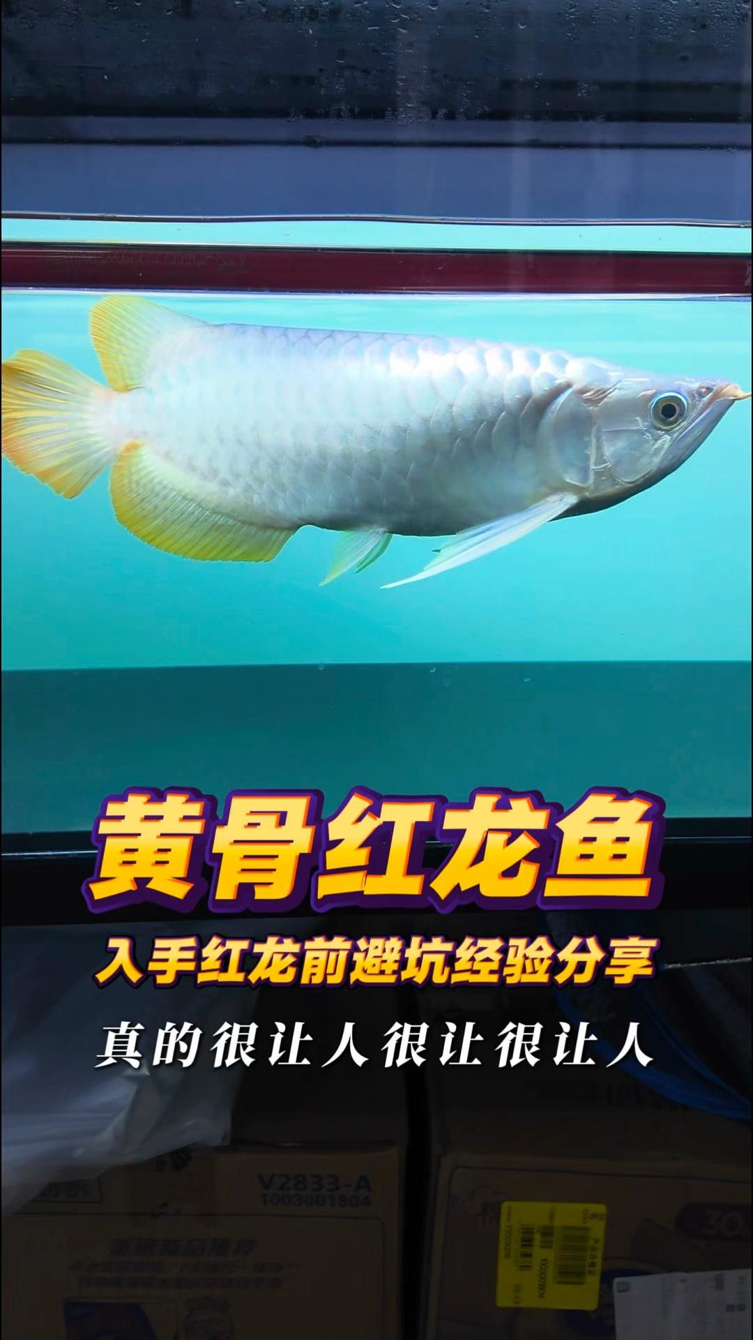 紅龍魚發色九宗罪避免這九點讓您的紅龍魚紅起來，養魚說第87話紅龍發色九宗罪