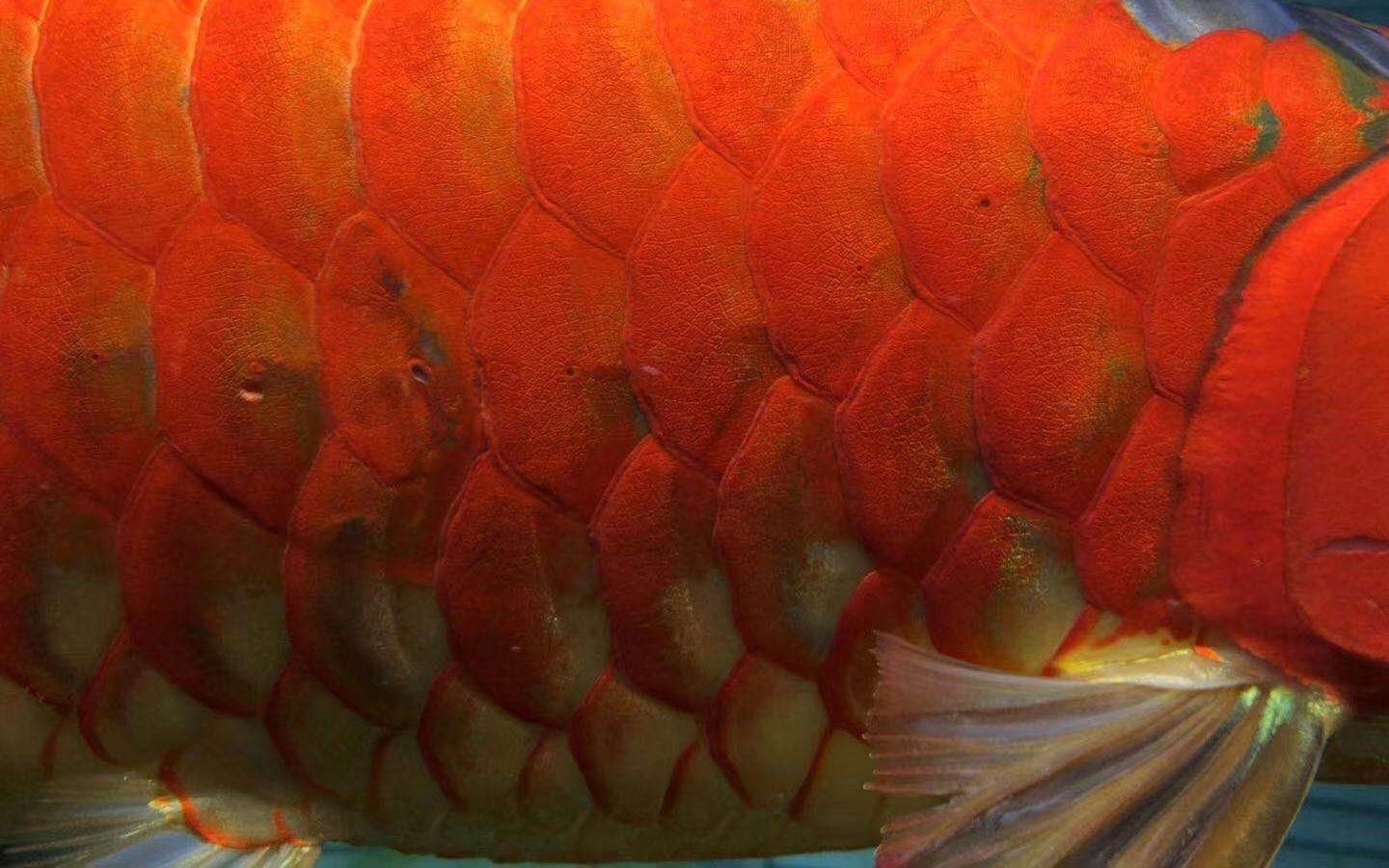 紅龍魚發色九宗罪避免這九點讓您的紅龍魚紅起來，養魚說第87話紅龍發色九宗罪