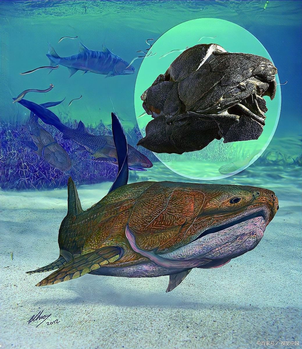 虎紋恐龍王魚的飼養方法虎紋恐龍王魚有哪些天敵魚類，虎紋恐龍王魚怎么養？