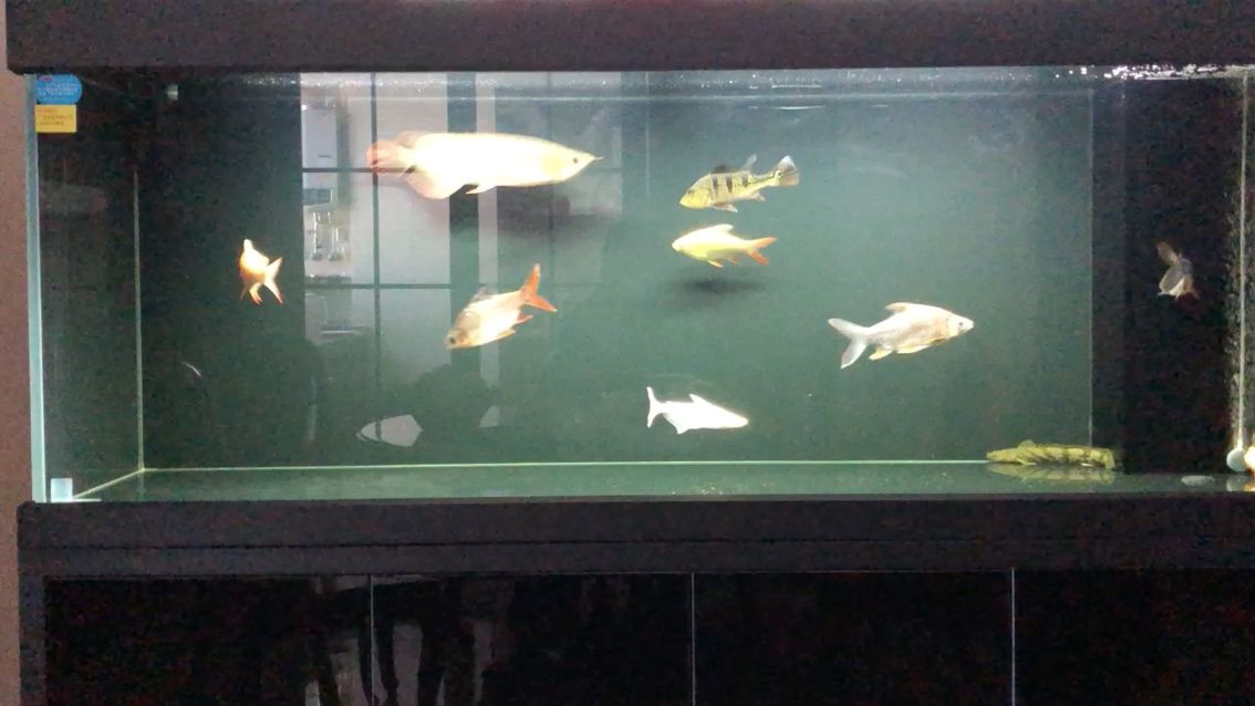 龍魚換了“大房子”，現在狀態挺好，也紅了不少，龍魚換了“大房子”，十月中旬給龍魚換的“大房子”，狀態挺好