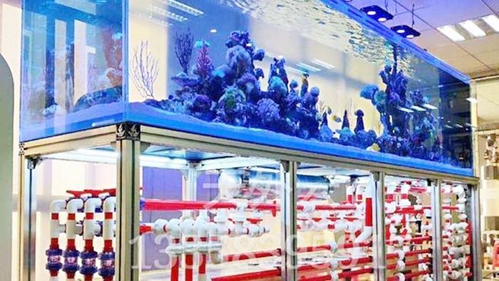 成都定制魚缸廠哪家好，成都如魚得水水族-成都如魚得水水族-