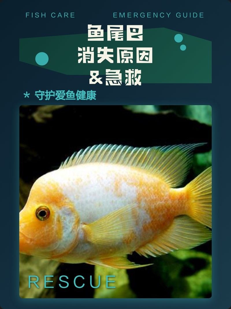 龍魚掉尾（斷尾）的三個簡單有效的方法來處理這個問題，龍魚掉尾巴怎么辦