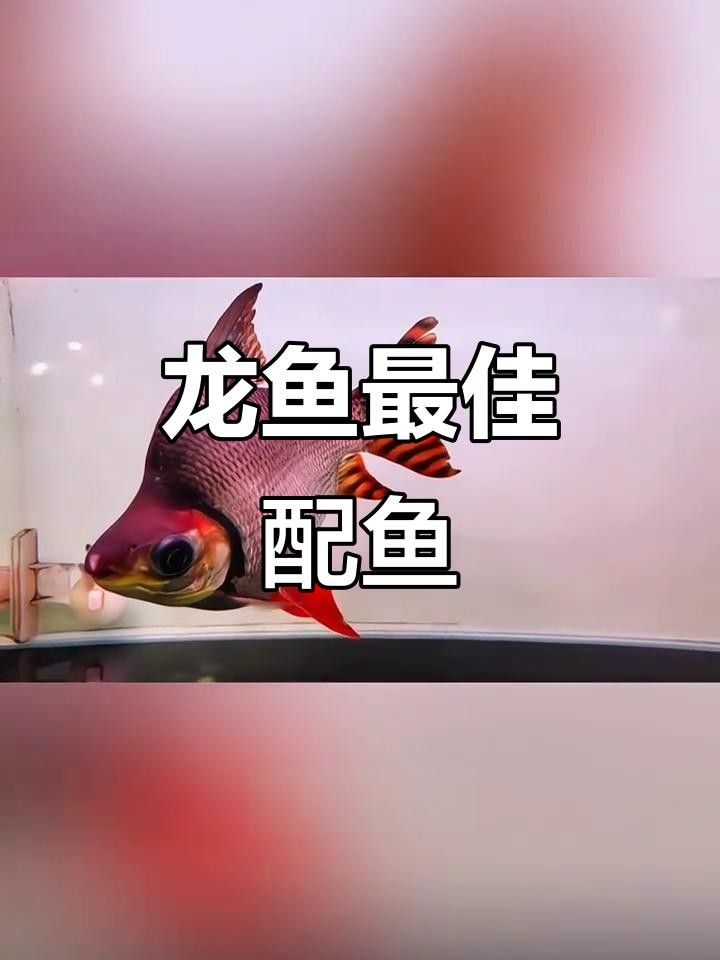 飛鳳魚的三大主要配魚，有什么優(yōu)劣性養(yǎng)魚老道聽飛鳳魚的分享，飛鳳魚為什么不能和飛鳳魚混養(yǎng)