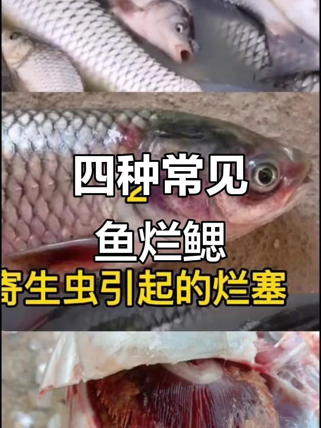 龍魚腮蓋腐爛最怕三個藥廣東德孚密封件魚鰓蓋爛了能自愈嗎，魚腮蓋腐爛最怕三個藥廣東德孚密封件魚鰓蓋爛了能自愈嗎 龍魚腮蓋腐爛最怕三個藥廣東德孚密封件魚鰓蓋爛了能自愈嗎，魚腮蓋腐爛最怕三個藥廣東德孚密封件魚鰓蓋爛了能自愈嗎 觀賞魚百科 第2張
