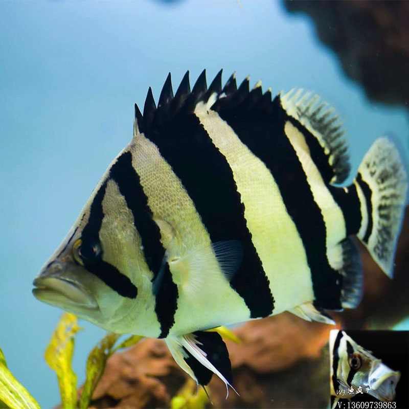 黃金眼鏡蛇雷龍魚的種類圖片解釋雷龍魚的種類圖片解釋，雷龍魚的種類