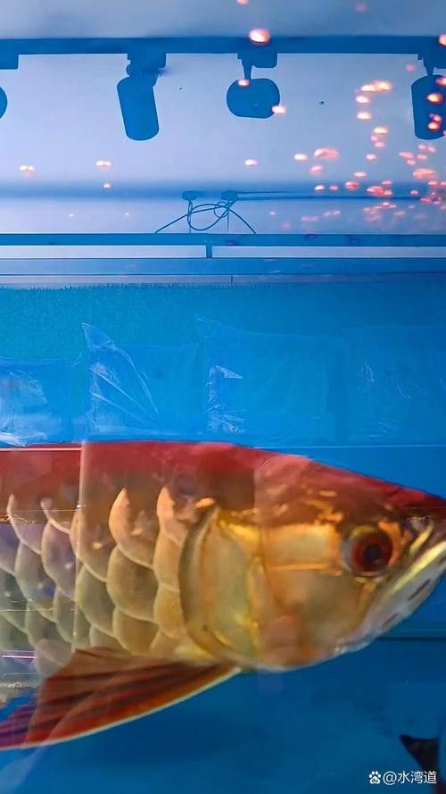 通河金龍魚的歷史、文化背景及其在現代生活中的地位，關于通河金龍魚的問題