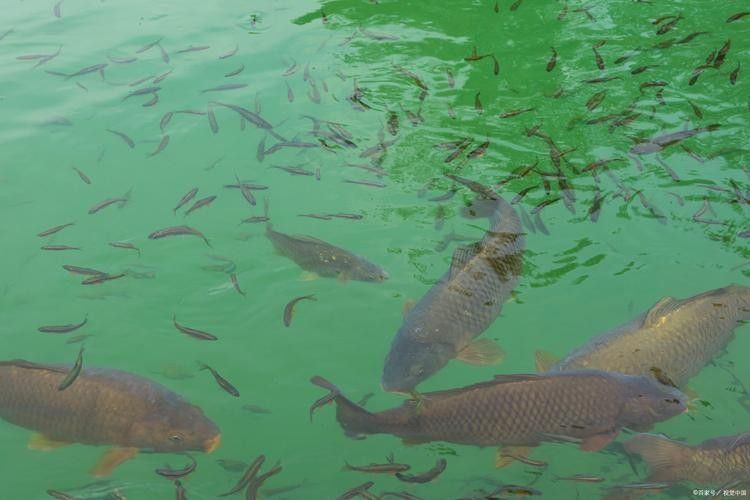 通河金龍魚的歷史、文化背景及其在現代生活中的地位，關于通河金龍魚的問題