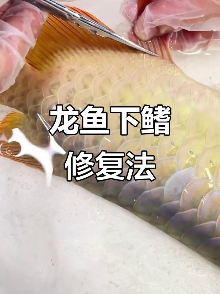 龍魚下鰭裂開怎么辦一個月后恢復(fù)驚人，龍魚下鰭裂開后多久會恢復(fù)驚人魚鰭斷了還能長出來嗎