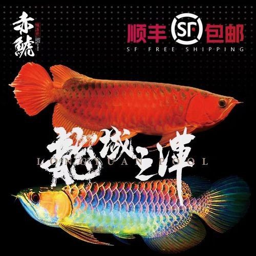 小紅龍魚的價格表，小紅龍魚價格表：紅龍魚多少錢一只江月行客