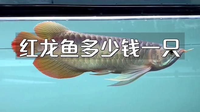 小紅龍魚的價格表，小紅龍魚價格表：紅龍魚多少錢一只江月行客