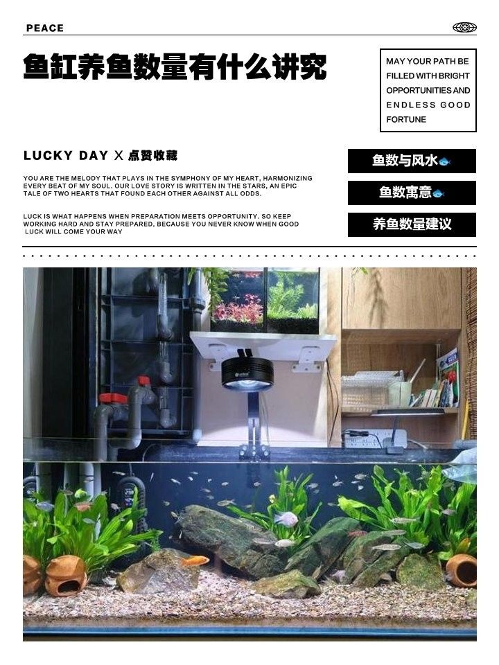 5條魚和6條魚在中國文化中的不同含義并分析對個人運勢的影響，5條魚吉利還是6條魚吉利