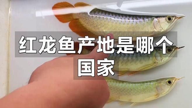 通許紅龍魚的市場(chǎng)價(jià)格，紅龍魚的飼養(yǎng)難度如何？，紅龍魚的市場(chǎng)價(jià)格，通許紅龍魚的飼養(yǎng)難度如何？